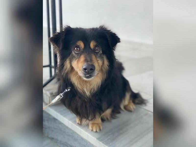 Jacub, geb. ca. 08/2023, lebt in GRIECHENLAND, im städt. Tierheim Serres