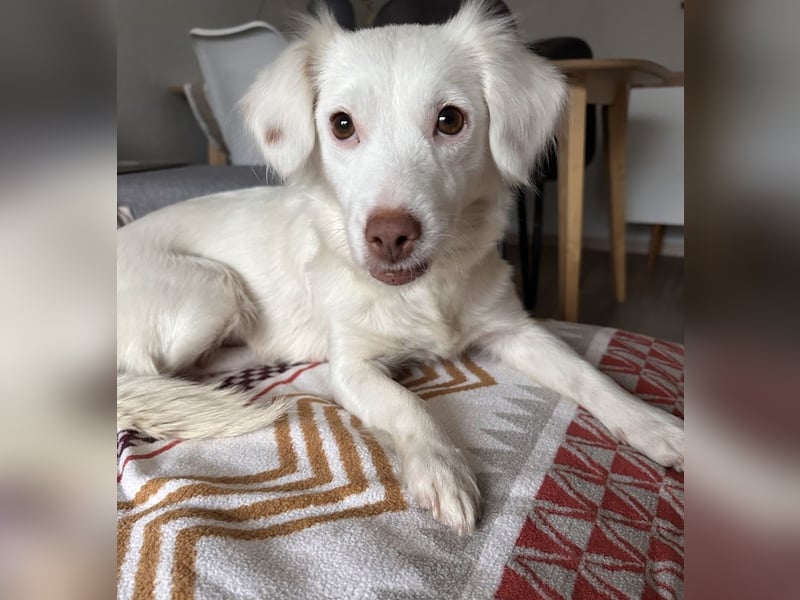 Holiday, geb. ca. 07/2024, lebt auf einer Pflegestelle in 24114 Kiel, Vermittlungshilfe