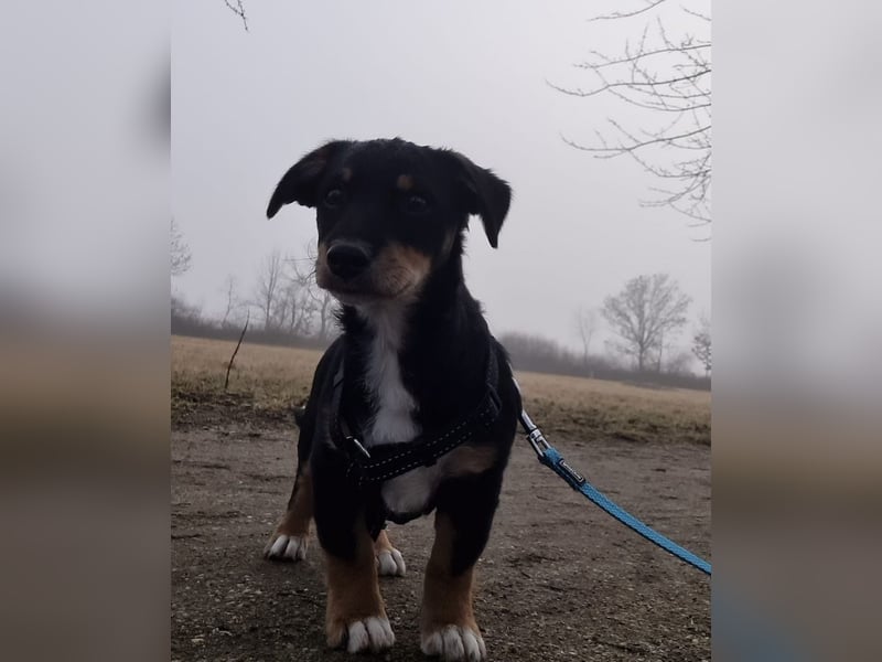 Tinos, geb. ca. 10/2025, lebt bei einer Familie in 12355 Berlin, Vermittlungshilfe