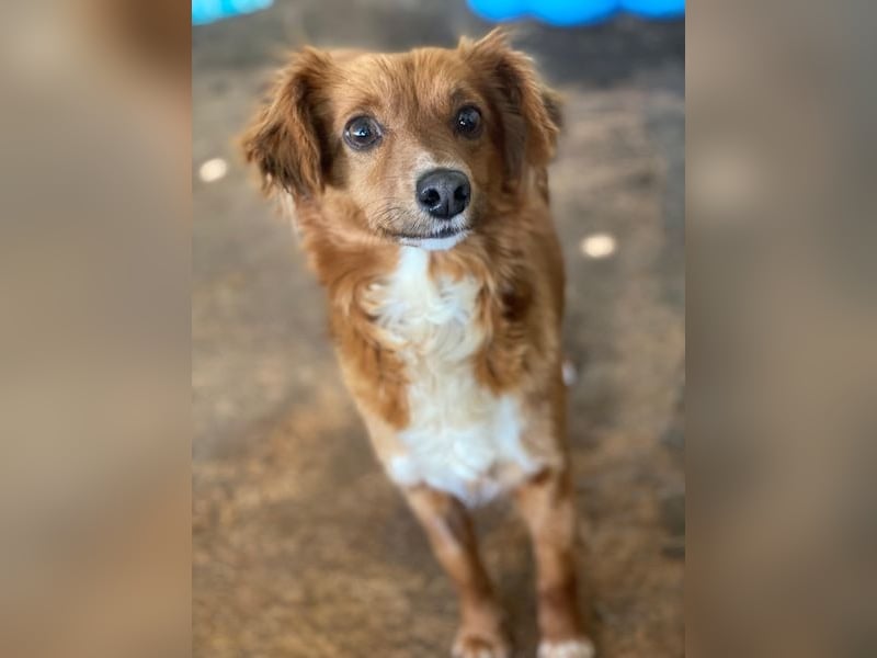 Konrada, geb. ca. 04/2025, lebt in GRIECHENLAND, auf einer privaten Pflegestelle