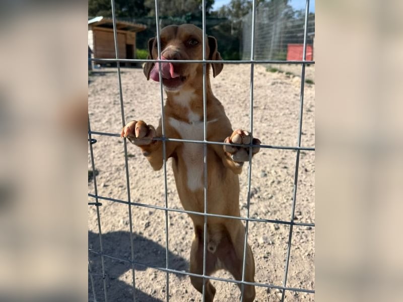 Ed, geb. 03.09.2022, lebt in GRIECHENLAND, auf einer privaten Pflegestelle