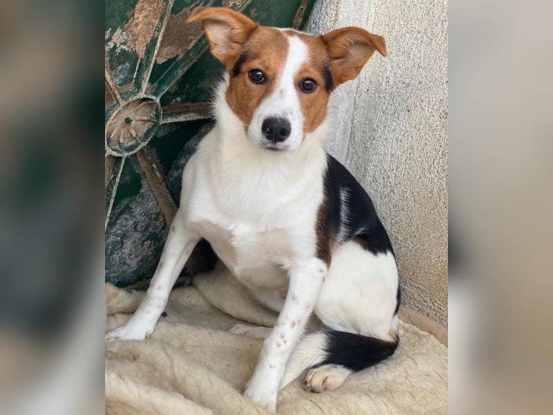 Freydis, geb. ca. 07/2025, lebt in GRIECHENLAND, im städt. Tierheim Serres