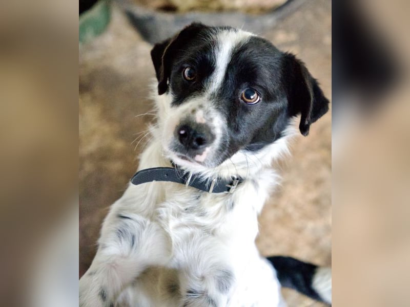 Skittles, geb. ca. 12/2023, lebt in GRIECHENLAND, auf einer privaten Pflegestelle