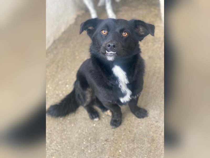 Orrin, geb. ca. 11/2024, lebt in GRIECHENLAND, im städt. Tierheim Serres