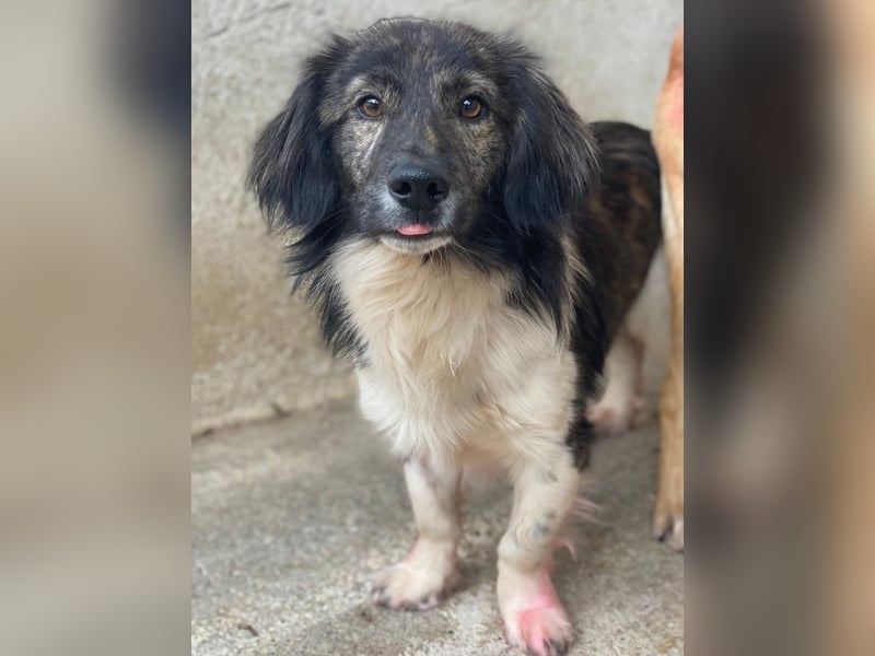 Achilles, geb. ca. 04/2025, lebt in GRIECHENLAND, im städt. Tierheim Serres