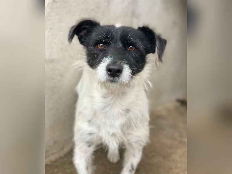 Tarus, geb. ca. 11/2024, lebt in GRIECHENLAND, im städt. Tierheim Serres