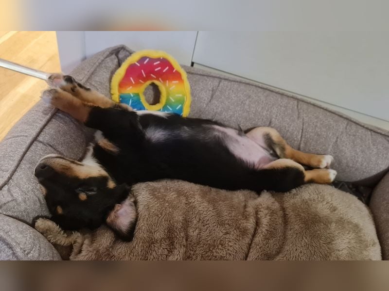 Tinos, geb. ca. 10/2025, lebt bei einer Familie in 12355 Berlin, Vermittlungshilfe