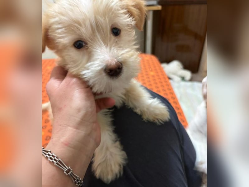 Norberta, geb. ca. 11/2025, lebt in GRIECHENLAND, auf einer privaten Pflegestelle