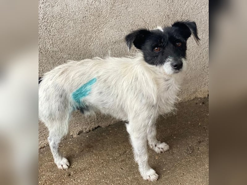 Tarus, geb. ca. 11/2024, lebt in GRIECHENLAND, im städt. Tierheim Serres