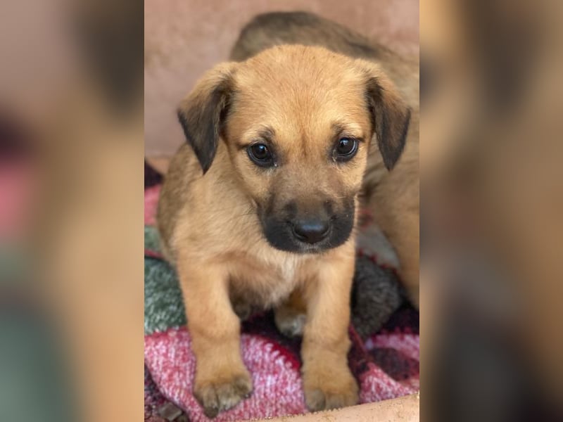 Monica, geb. ca. 11/2025, lebt in GRIECHENLAND, im städt. Tierheim Serres