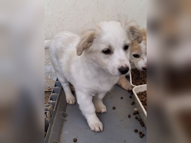 Torian, geb. ca. 09/2025, lebt in GRIECHENLAND, auf einer privaten Pflegestelle