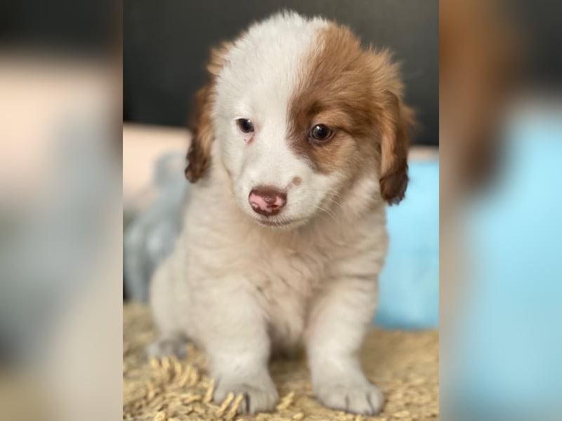 Milos, geb. ca. 10/2025, lebt in GRIECHENLAND, auf einer privaten Pflegestelle