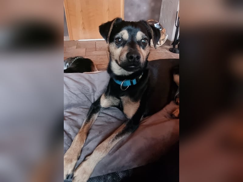 Phil, geb. ca. 12/2024, lebt auf einer Pflegestelle in 53879 Euskirchen, VERMITTLUNGSHILFE