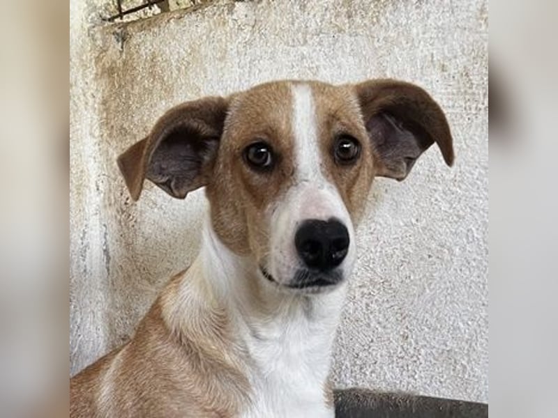 Ida, geb. ca. 05/2021, lebt in GRIECHENLAND, auf einer privaten Pflegestelle