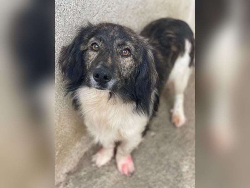 Achilles, geb. ca. 04/2025, lebt in GRIECHENLAND, im städt. Tierheim Serres