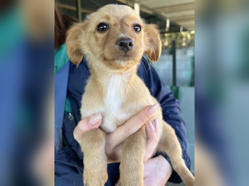 Loni, geb. ca. 08/2025, lebt in GRIECHENLAND, auf einer privaten Pflegestelle