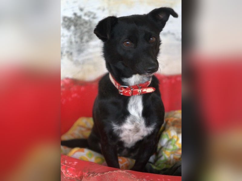  Misty, geb. ca. 11/2023, lebt in GRIECHENLAND, auf einer privaten Pflegestelle