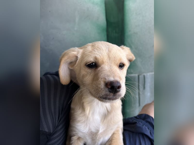 Elysia, geb. ca. 08/2025, lebt in GRIECHENLAND, auf einer privaten Pflegestelle