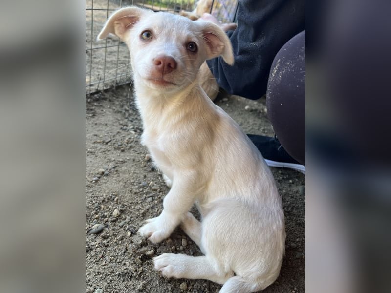 Kiona, geb. ca. 08/2025, lebt in GRIECHENLAND, auf einer privaten Pflegestelle