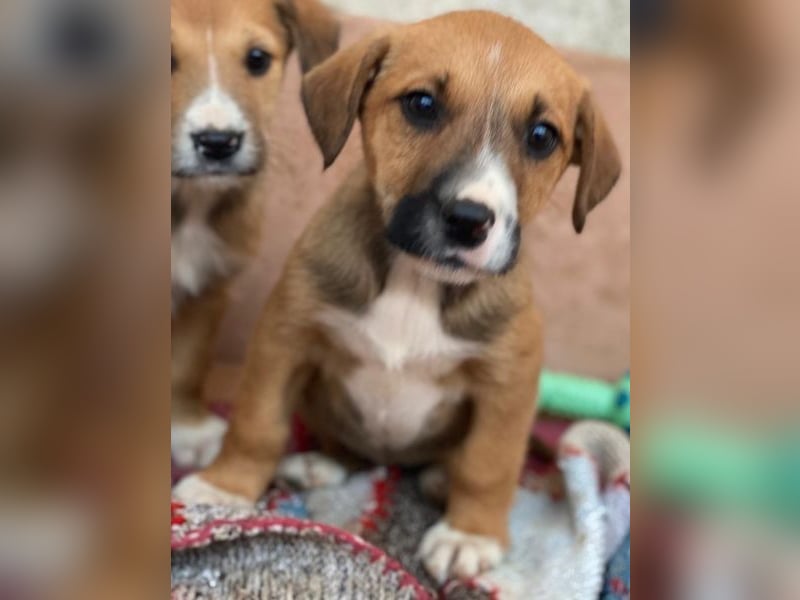 Kelana, geb. ca. 11/2025, lebt in GRIECHENLAND, im städt. Tierheim Serres