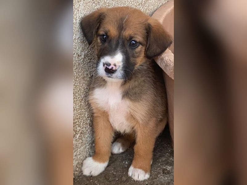 Pinkie, geb. ca. 11/2025, lebt in GRIECHENLAND, im städt. Tierheim Serres