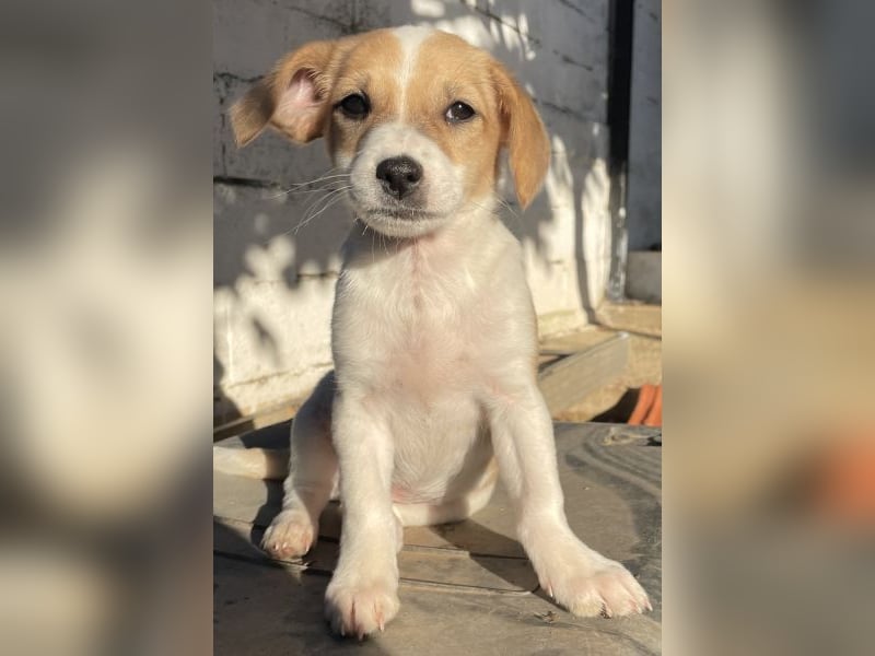 Elfie, geb. ca. 08/2025, lebt in GRIECHENLAND, auf einer privaten Pflegestelle