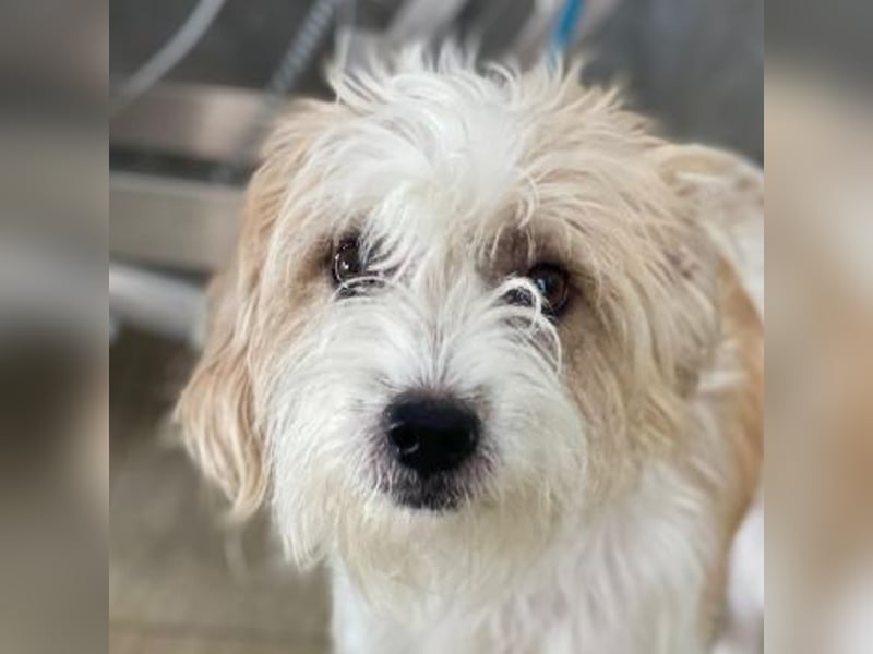 Eko, geb. ca 11/2021, lebt in GRIECHENLAND, im städt. Tierheim Serres