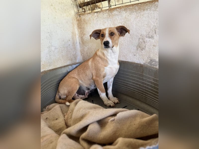 Ida, geb. ca. 05/2021, lebt in GRIECHENLAND, auf einer privaten Pflegestelle