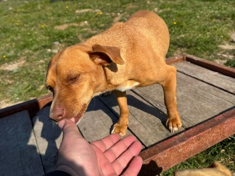 Ed, geb. 03.09.2022, lebt in GRIECHENLAND, auf einer privaten Pflegestelle