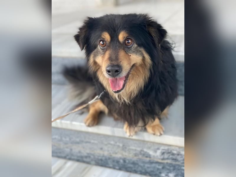 Jacub, geb. ca. 08/2023, lebt in GRIECHENLAND, im städt. Tierheim Serres