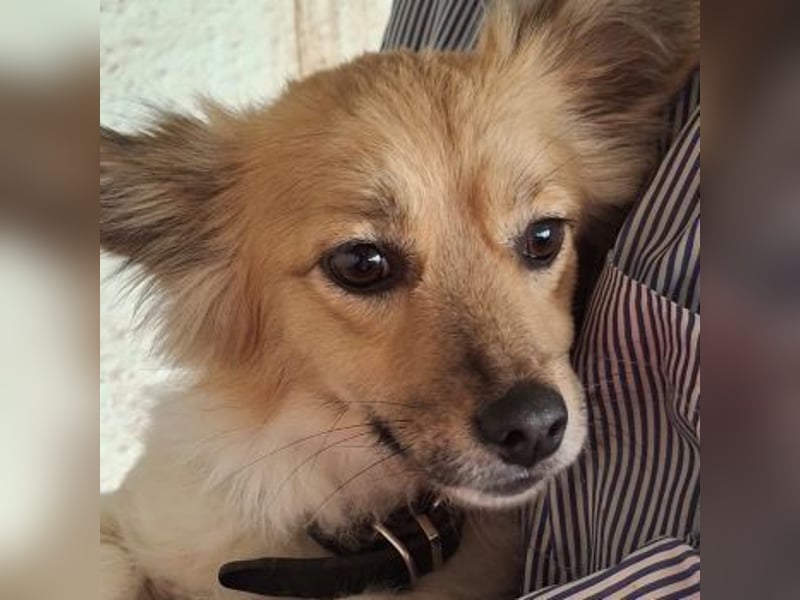 Klara, geb. ca. 04/2024, lebt in GRIECHENLAND, auf einer privaten Pflegestelle