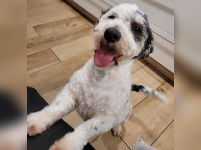 Günni, geb. ca. 12/2023, lebt auf einer Pflegestelle in 45896 Gelsenkirchen