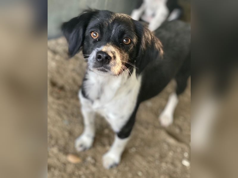 Noor, geb. ca. 08/2024, lebt in GRIECHENLAND, auf einer privaten Pflegestelle