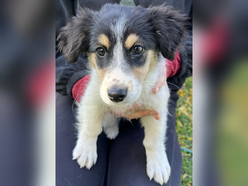 Fridolin, geb. ca. 07/2025, lebt in GRIECHENLAND, auf einer privaten Pflegestelle