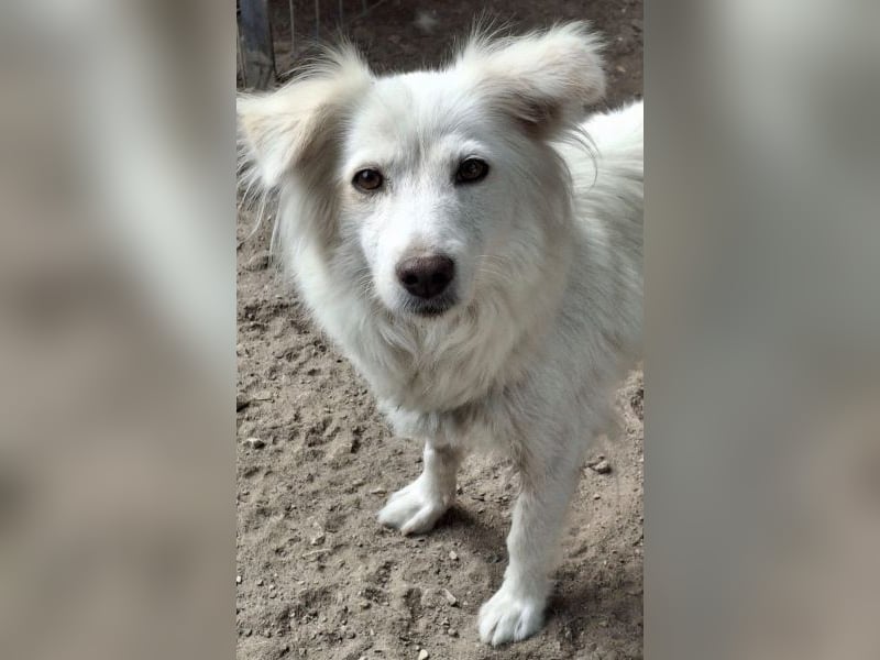 Nanuq, geb. ca. 09/2024, lebt in GRIECHENLAND, auf einer privaten Pflegestelle