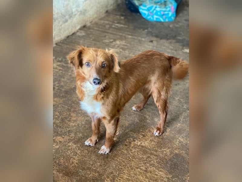 Konrada, geb. ca. 04/2025, lebt in GRIECHENLAND, auf einer privaten Pflegestelle