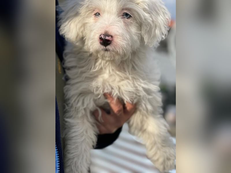 Elli, geb. ca. 08/2025, lebt in GRIECHENLAND, im städt. Tierheim Serres