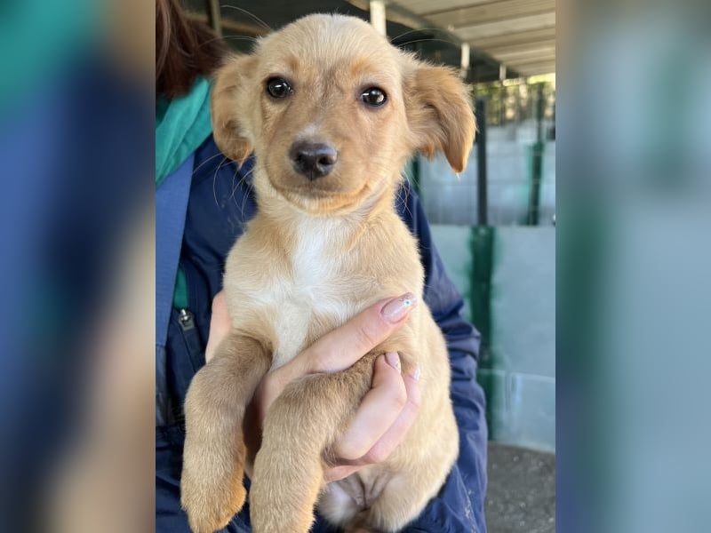 Loni, geb. ca. 08/2025, lebt in GRIECHENLAND, auf einer privaten Pflegestelle