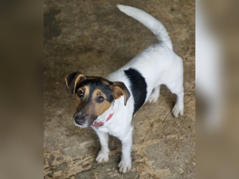 Möök, geb. ca. 04/2025, lebt in GRIECHENLAND, auf einer privaten Pflegestelle