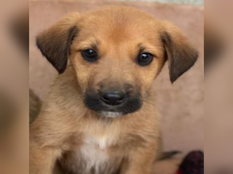 Cavallo, geb. ca. 11/2025, lebt in GRIECHENLAND, im städt. Tierheim Serres