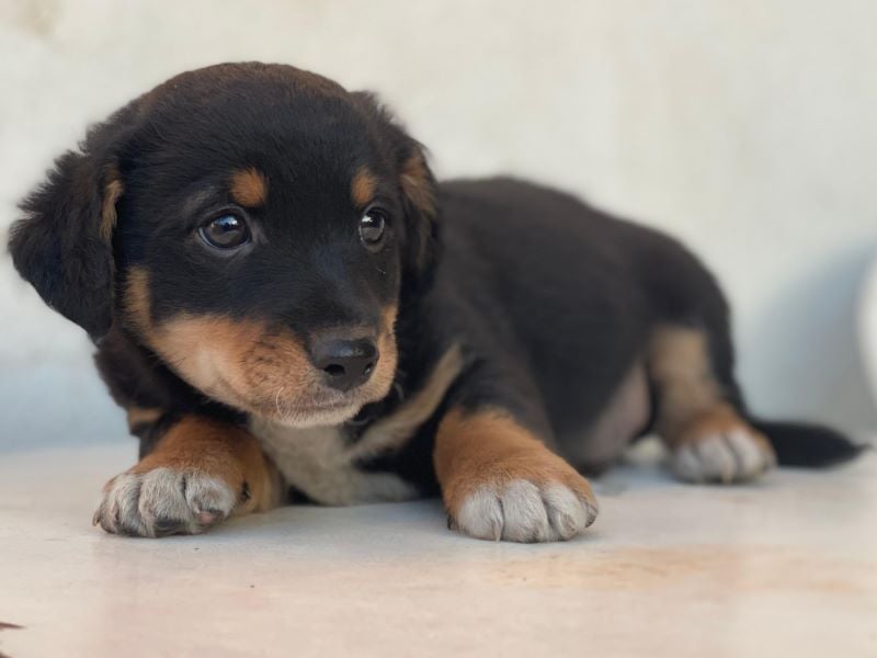 Tinos, geb. ca. 10/2025, lebt bei einer Familie in 12355 Berlin, Vermittlungshilfe