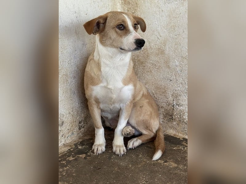 Ida, geb. ca. 05/2021, lebt in GRIECHENLAND, auf einer privaten Pflegestelle