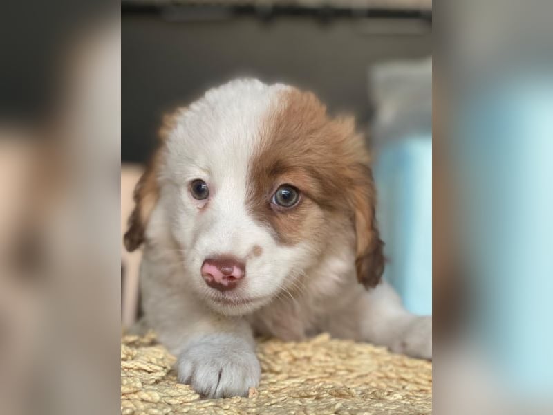 Milos, geb. ca. 10/2025, lebt in GRIECHENLAND, auf einer privaten Pflegestelle