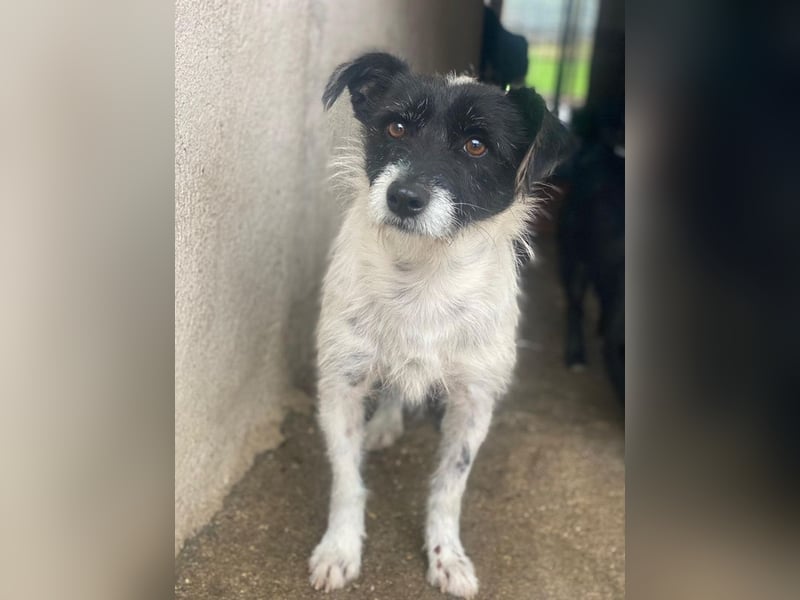 Tarus, geb. ca. 11/2024, lebt in GRIECHENLAND, im städt. Tierheim Serres