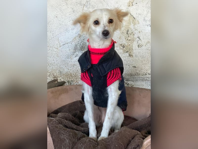 Isara, geb. ca. 07/2024, lebt in GRIECHENLAND, auf einer privaten Pflegestelle