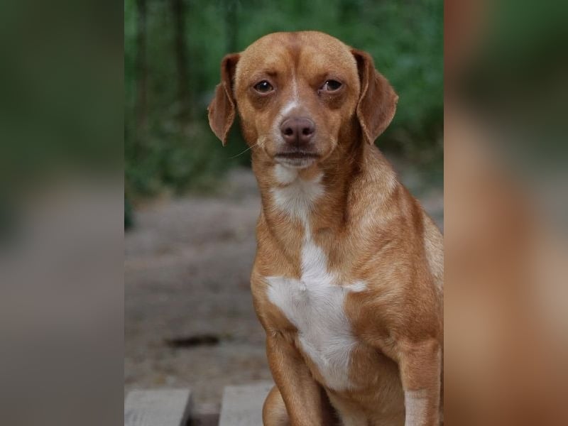 Ed, geb. 03.09.2022, lebt in GRIECHENLAND, auf einer privaten Pflegestelle