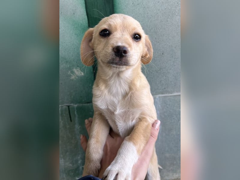 Elysia, geb. ca. 08/2025, lebt in GRIECHENLAND, auf einer privaten Pflegestelle