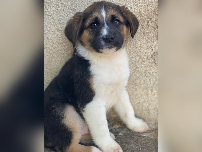 Boreas, geb. ca. 10/2025, lebt auf einer Pflegestelle in 69151 Neckargemünd