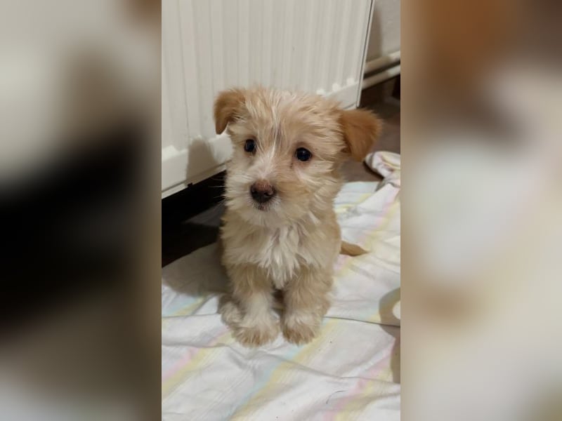 Norberta, geb. ca. 11/2025, lebt in GRIECHENLAND, auf einer privaten Pflegestelle