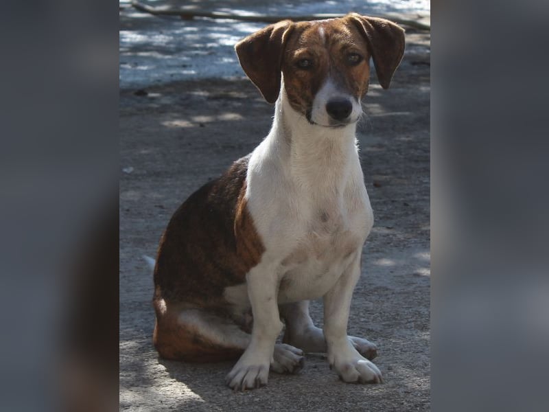 Tanu, geb. ca. 11/2024, lebt in GRIECHENLAND, auf einer privaten Pflegestelle